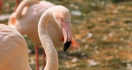 Ružičasti plamenac