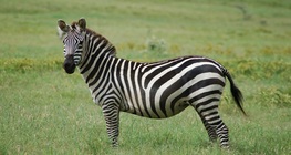 Zebra