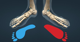 Хавтгай хөл