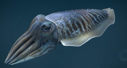 Энгийн каракатиц