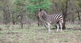 Život u afričkoj savani
