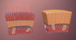 Les bactéries (avancé)