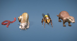 Гэрэл-илрүүлэгч эрхтний олон талт байдал