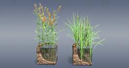 Шагшуурга болон жагмаа