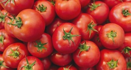 Paradicsom