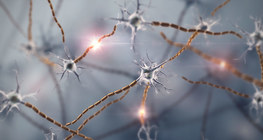 Мэдрэлийн эс, мэдрэлийн эд