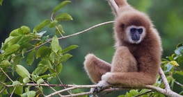 A fehérkezű gibbon