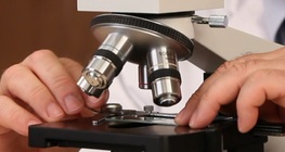 Examining chloroplasts