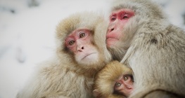 Japanese macaque