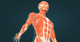 Хүний булчин