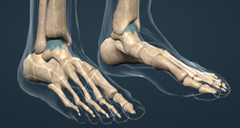 Доод мөчдийн яснууд