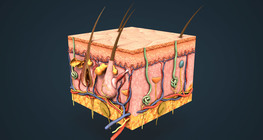 Арьсны бүтэц ба арьсны мэдрэг чанар