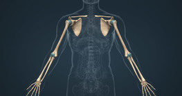 Дээд мөчдийн яснууд