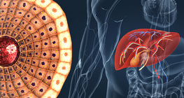 Элэгний бүтэц, үйл ажиллагаа