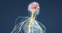 Мэдрэлийн тогтолцоо