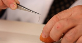 Préparation d'un échantillon de tissu à partir d'un oignon.