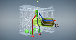 Фотосинтез (үндсэн)