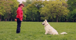 A megerősítés szerepe a kutyaképzésben