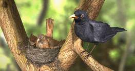 Энгийн хар хөөндэй