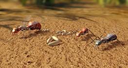 Өмнөдийн модны шоргоолж