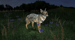 Алтан жаккал