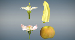 Жинхэнэ болон хуурамч жимсний ялгаа