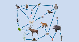 Hogyan épül fel egy tápláléklánc?