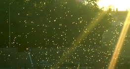 Hosszú farkú kérész