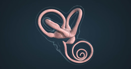 Тэнцвэрийн мэдрэхүй