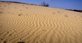 Félsivatagi terület