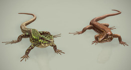 Мальт хананы гүрвэл