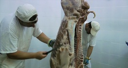 <i>Proces proizvodnje svinjetine<i>