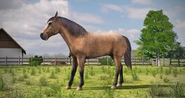 Гэрийн адуу