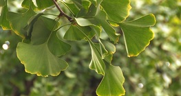 Ginko Biloba