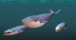 Цэнхэр халим