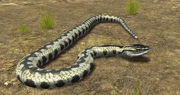 Энгийн хорт могой