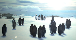 Император оцон шувуу