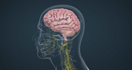 Хүний тархины хэсгүүд