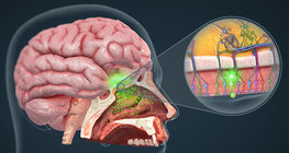 Хамар, үнэрлэх механизм