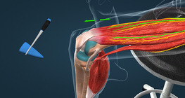 Өвдөгний рефлекс