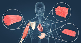 Булчингийн эд