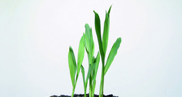 A kukorica növekedése