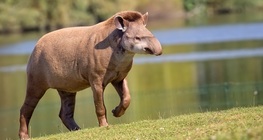 South American tapir