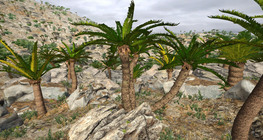 Япон саго далдуу мод