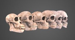 Хүний хувьсал