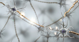 Мэдрэлийн импульс дамжих