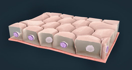 Гадаргуугийн хучуур эдүүдийн төрлүүд