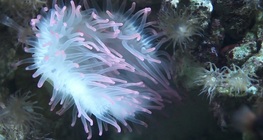 Les espèces sténotopes