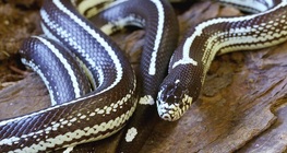 Kaliforniai királysikló