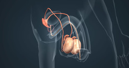 Эрэгтэй хүний үржлийн эрхтэн тогтолцоо